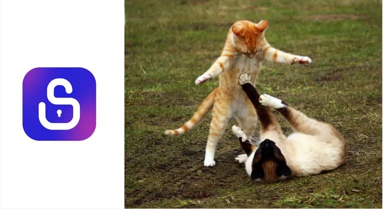 Titelbild: zwei raufende Katzen als Sinnbild für den Kampf zwischen Angreifern und Verteidigern